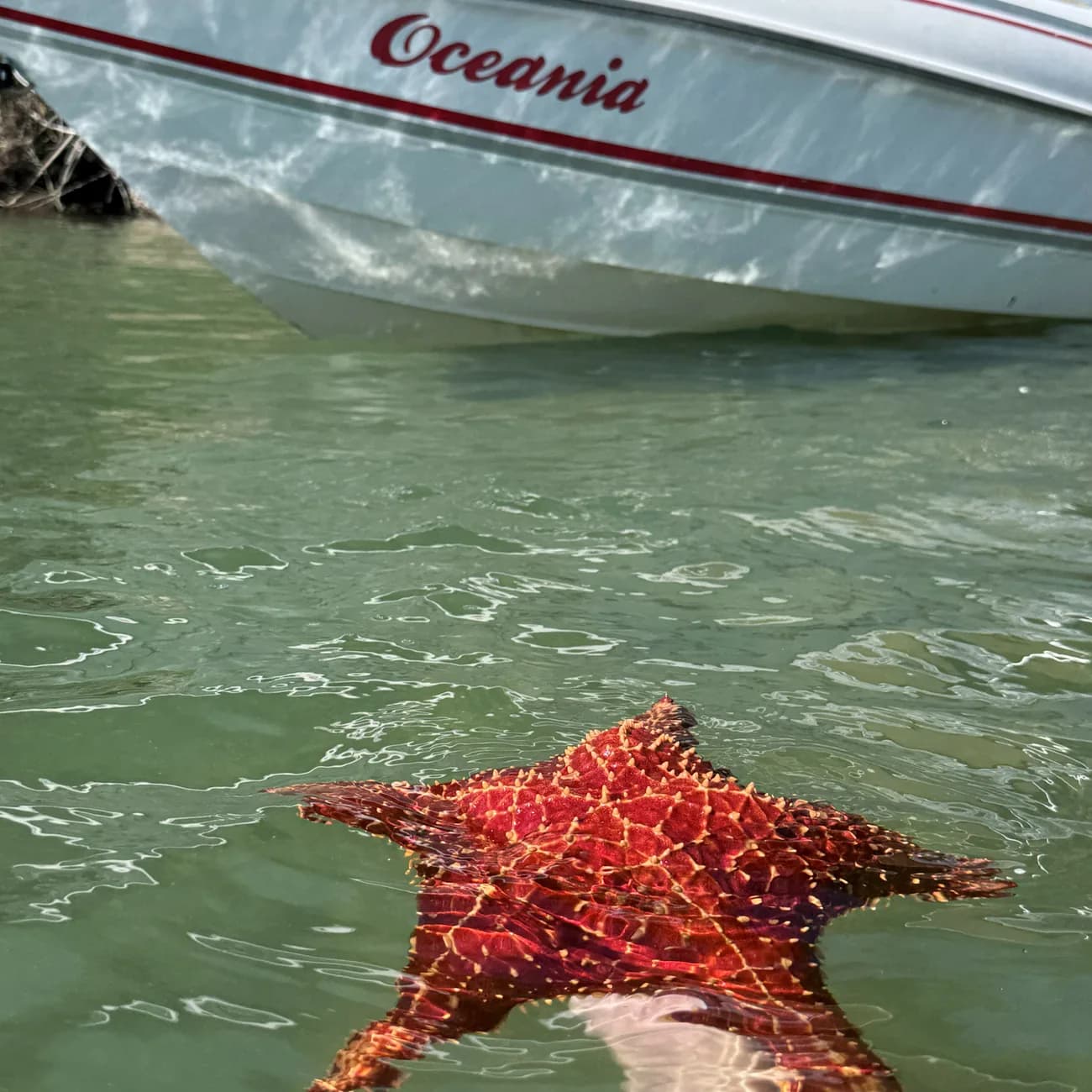 Estrela-do-mar em água rasa e transparente, ao lado da proa da lancha